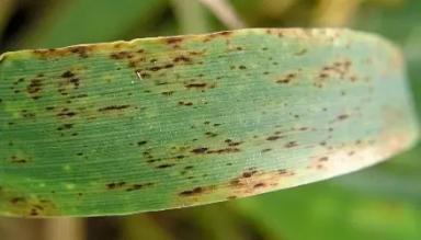 Сетчатая пятнистость