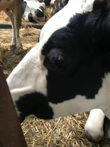 Что с глазами у коровы?