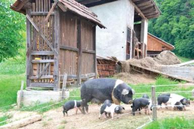 Кршкопольская порода свиней