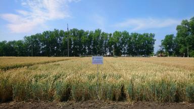 Тимирязевка 150 сорт мягкой озимой пшеницы