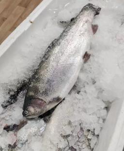 Форель радужная