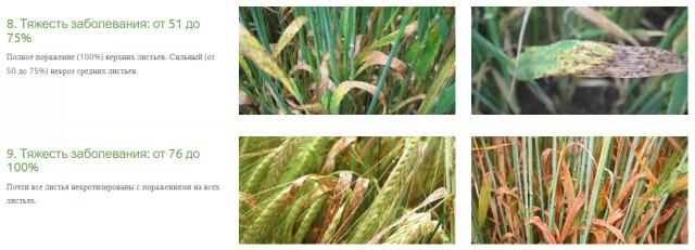 Как определить симптомы пятнистости листьев рамулярии у ячменя?