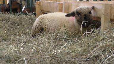 Оксфорд Даун - порода овец