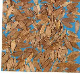 Осот полевой