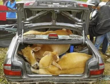 Изъятие скота: защита от эпидемий или удар по хозяйству?