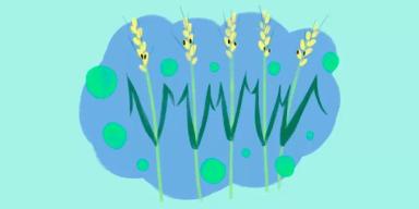 Дифвнесение удобрений на озимой пшенице: стоит пробовать?