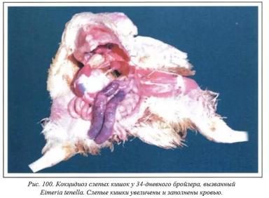 Вегад - Атлас болезней птицы. Ч. 20. Кокцидиоз