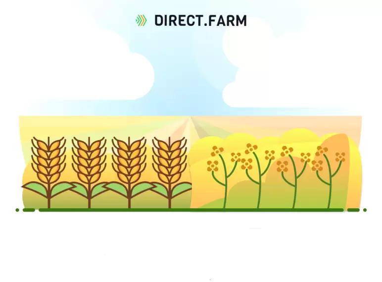 Широкорядный посев рапса и пшеницы