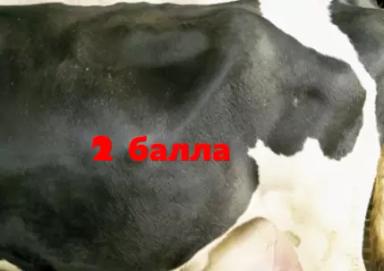 Балльная оценка наполненности рубца