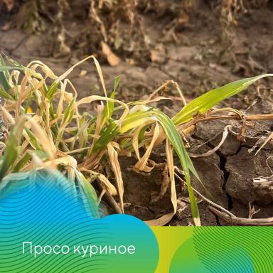 О важности десикации картофеля