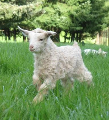 Пигорская порода коз