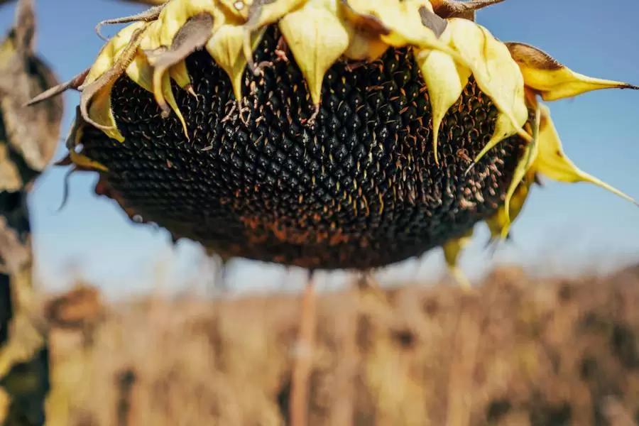 Россия сохранит лидерство в производстве подсолнечника