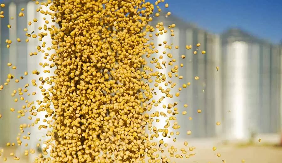 Дмитрий Рылько: «Ситуация с ценами на масличные пока выглядит безнадежно»