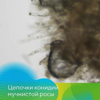 Озимые. Готовимся к весне