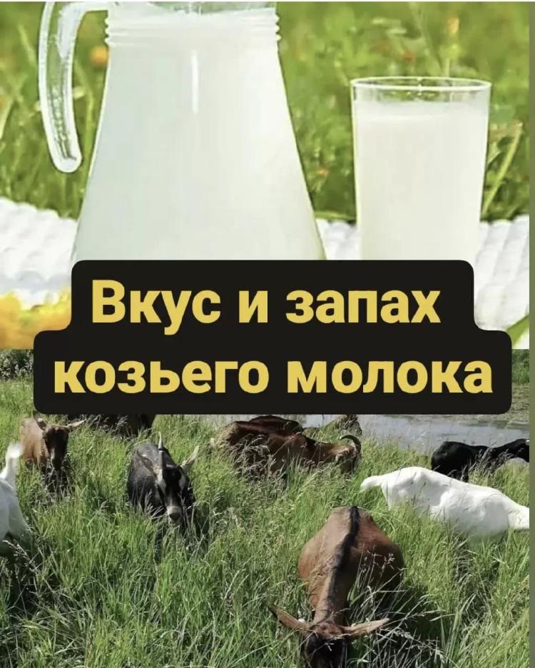 Вкус и запах козьего молока