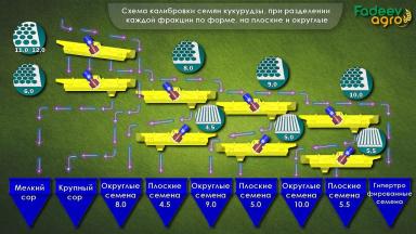 Калибровка семян кукурузы влияет на урожай