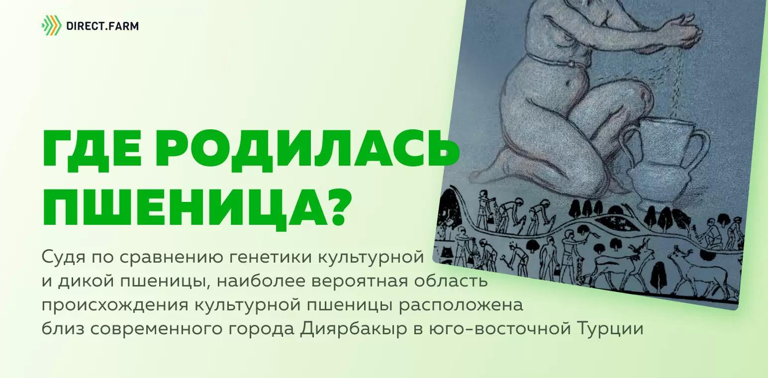 Где родилась пшеница? 
