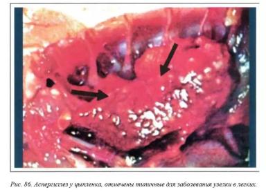 Вегад - Атлас болезней птицы. Ч. 16. Аспегиллез