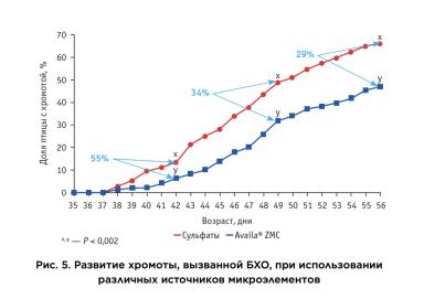 Хромота бройлеров: как избежать убытков