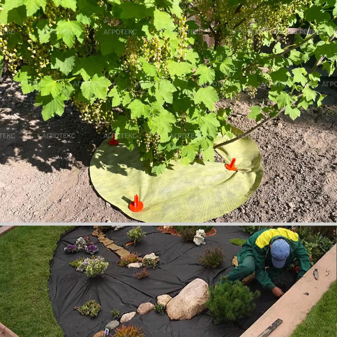 Как спасти цветы на клумбах в аномальную жару? Вот что нужно знать!