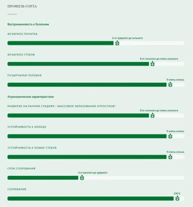 Амелло (AMELLO) гибрид кукурузы