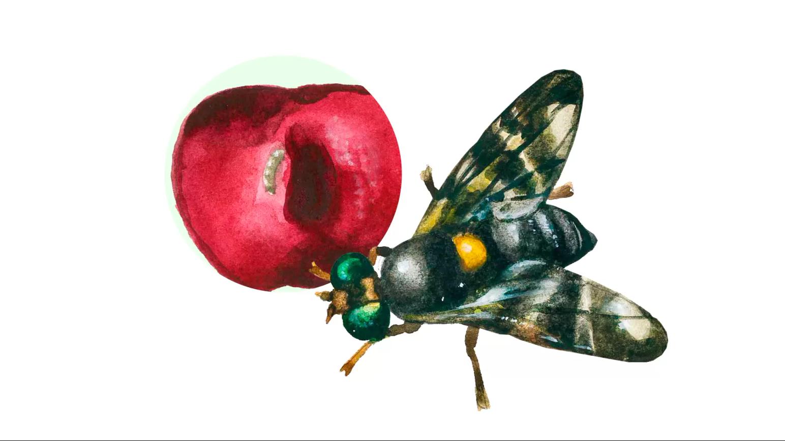 Вишневая муха