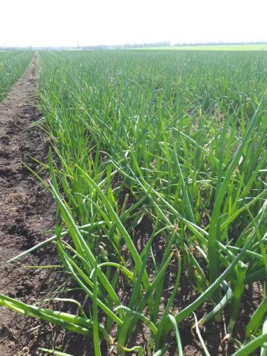 Что с листьями лука?