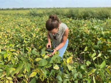 Защищаем сою от паутинного клеща