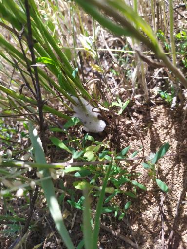 Вредитель Эспарцета