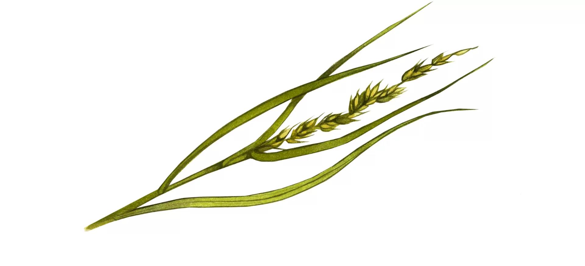 Ежовник рисовидный, просо рисовое