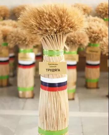 Трудяга сорт тритикале озимой