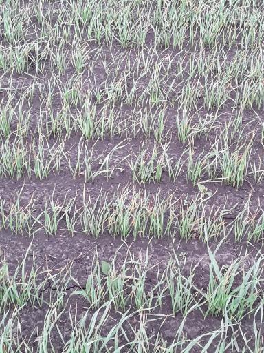 АГРОМОНИТОРИНГ.