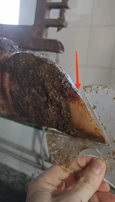 Основные ошибки при расчистке копытец КРС