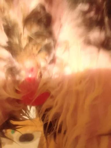 Из-за чего у новорожденной козочки проблемы с мочеиспусканием?