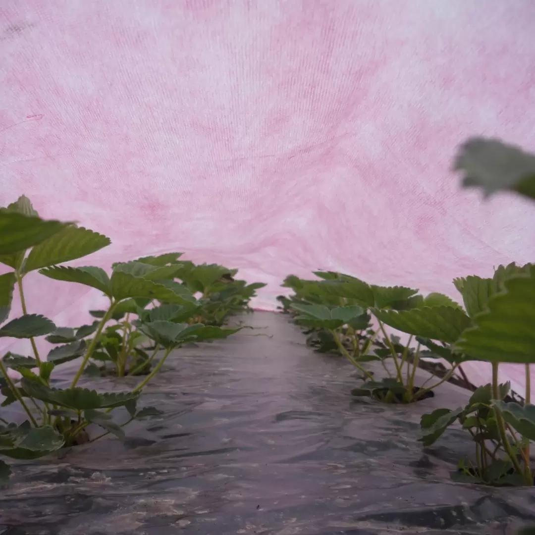 С чего новичку начать планирование огорода и подготовку к сезону?