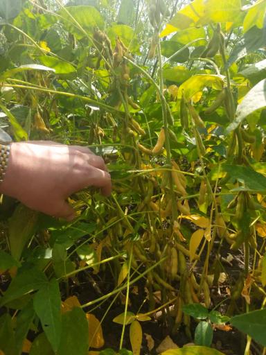 НОВЫЕ СОРТА СОИ