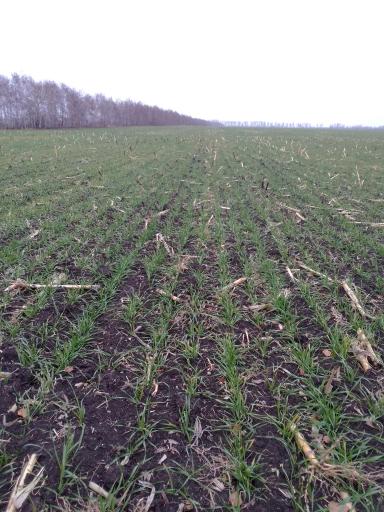 Влияние биопрепарата Альбит на развитие корневой системы озимой пшеницы