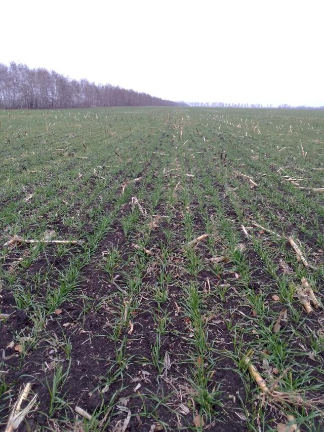 Влияние биопрепарата Альбит на развитие корневой системы озимой пшеницы