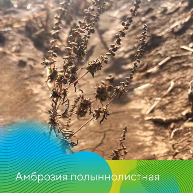 О важности десикации картофеля