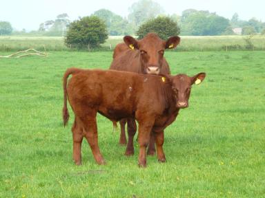 Линкольнская красная порода коров
