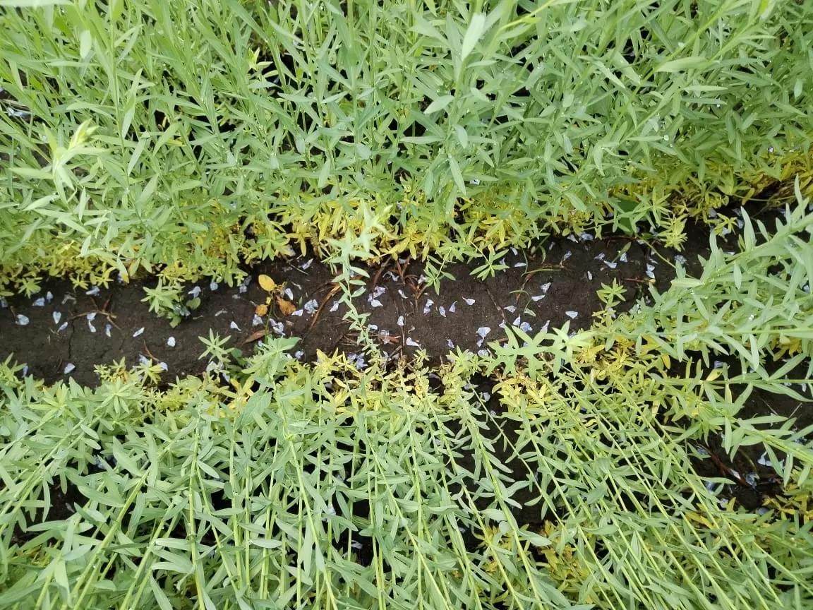 Вопросы из чатов: почему желтеют нижние листья?