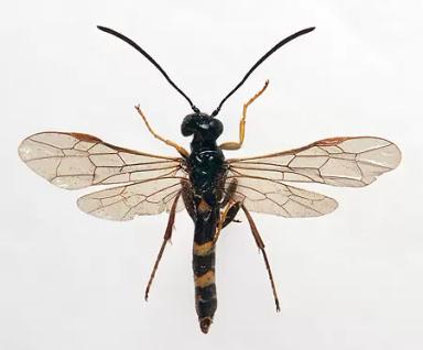 Обыкновенный хлебный пилильщик