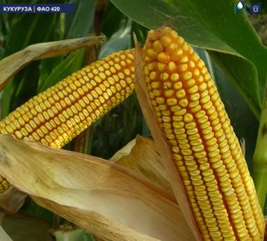 МАС 47 П - гибрид кукурузы ( Zea mays L.).