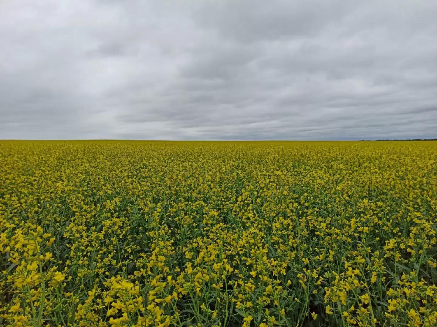 Клей для рапса – за или против