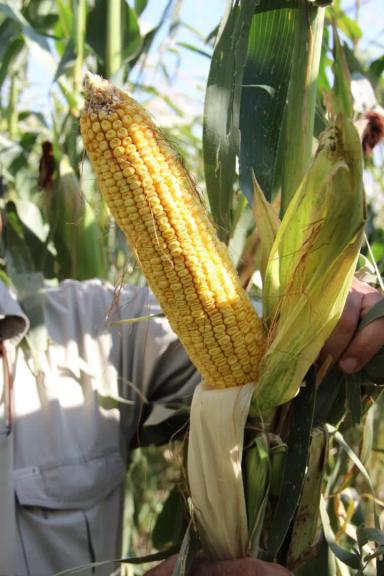 ГС 500 - гибрид кукурузы ( Zea mays L.).