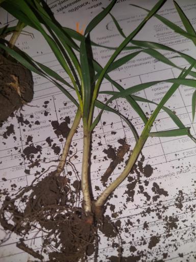 Пятна на пшенице