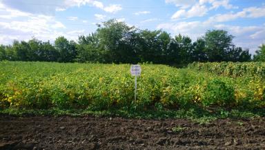 Парус сорт сои