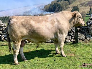 Порода коров – Мюррей Грей