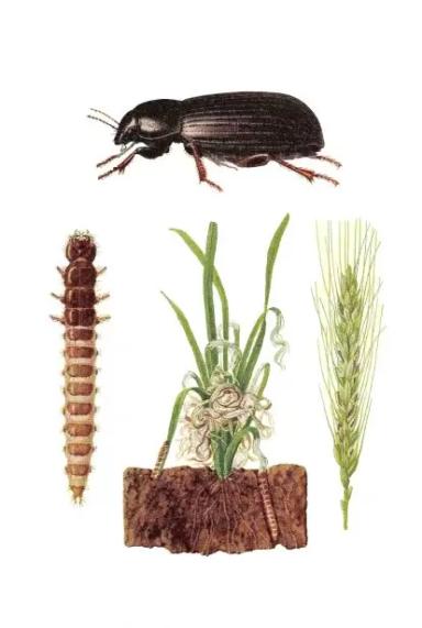 Хлебная жужелица