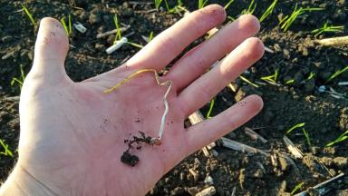 Пшеница выбрасывает лист в почве. 